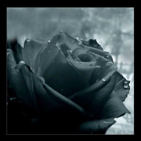 fleur et a mour